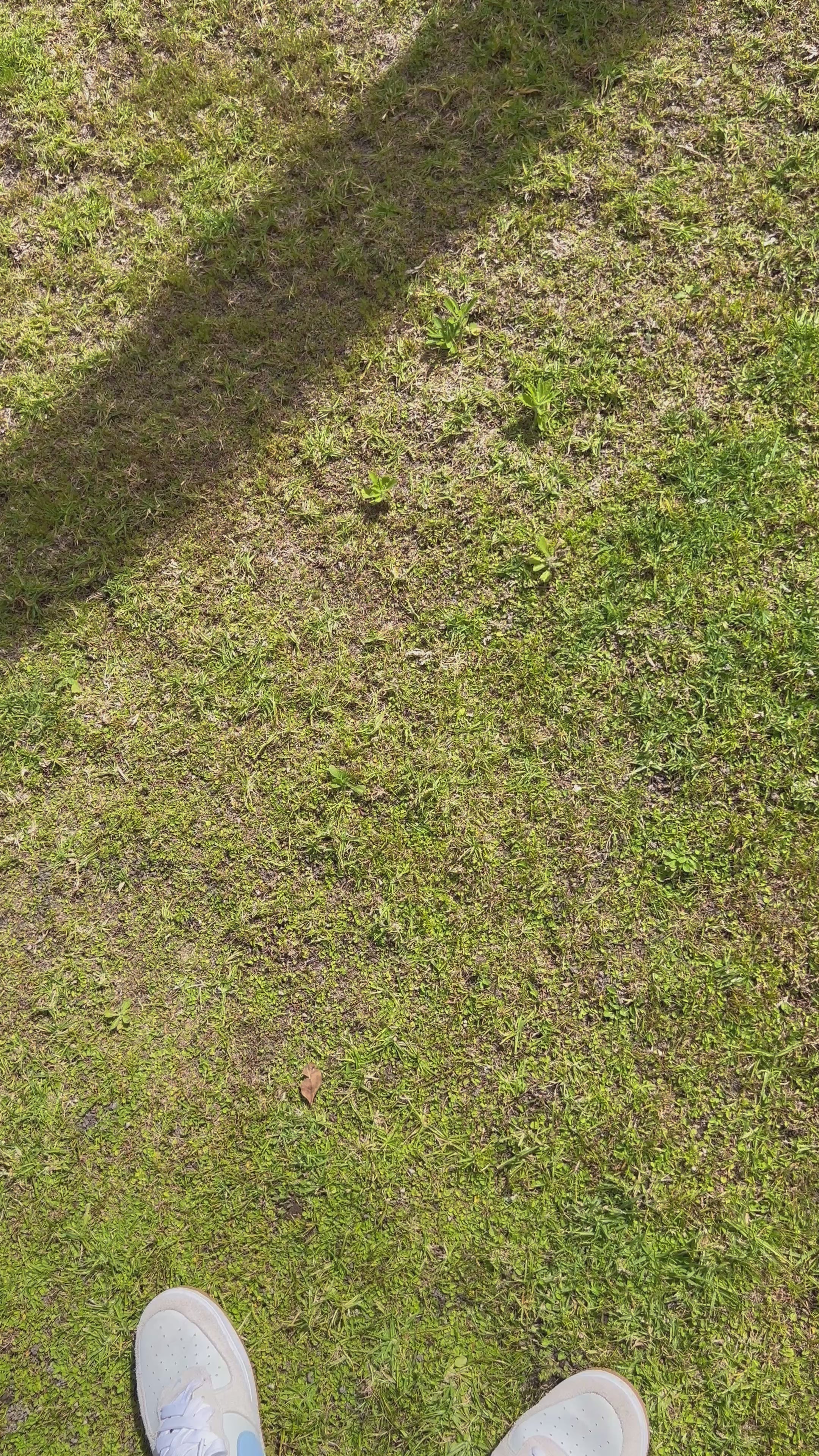 Seiko Datejust Green diamond Dial